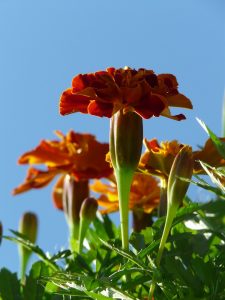Marigold Plants Wigan